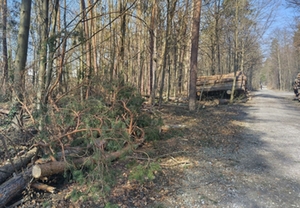 Aufräumarbeiten im Wald