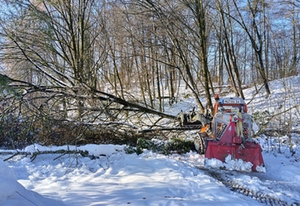 Baum auf Weg