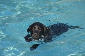 Hundebadetag am 13.09.2022
