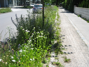 Insektenfreundliche Bepflanzung 